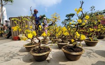 Mai vàng mini, bonsai linh vật rồng cực hút khách