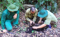 Cà Mau xin hỗ trợ hơn 63 tỉ thực hiện đề án bảo vệ rừng
