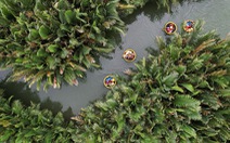 Flycam vẻ đẹp bất tận của rừng dừa Cẩm Thanh, Hội An