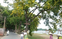 9 cây giáng hương ở làng Hương Trà được công nhận cây di sản
