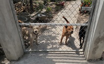 Thêm ổ dịch bệnh dại, Bến Tre tiêm phòng cho gần 1.000 con chó trong 1 xã