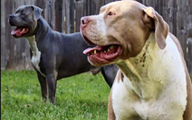 Dân nuôi hơn 26.000 con chó ngoại, TP.HCM đề xuất hạn chế nuôi chó Pitbull, Tosa, chó săn...