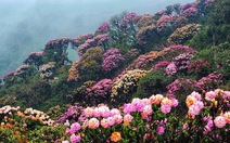 Rừng hoa đỗ quyên đẹp quên lối về trên đỉnh Putaleng