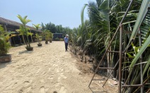 Doanh nghiệp phá rừng dừa ở Hội An viết thư xin lỗi chính quyền, tháo dỡ đất lấn chiếm