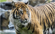Indonesia hy vọng có thêm bằng chứng loài hổ Java chưa tuyệt chủng