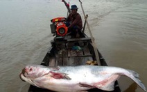 1/5 loài cá ở sông Mekong nguy cơ tuyệt chủng