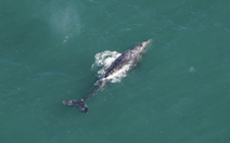 Cá voi xám biến mất hơn 200 năm bất ngờ xuất hiện ở Đại Tây Dương