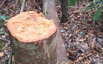 Quảng Nam yêu cầu xử nghiêm vụ phá rừng làm đường dây điện 110kV