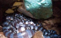 Đảo Phú Quý có loài rắn 'độc nhất thế giới'?