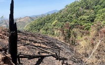 UBND huyện báo cáo không phát hiện phá rừng, sau kiểm tra 'ra' hơn 2ha rừng bị chặt, đốt