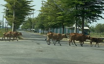 Sông Cổ Cò vẫn 'hấp hối', đô thị 'ma' dày đặc hai bên