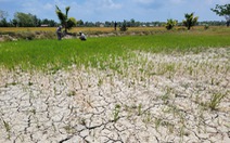 Cận cảnh những cánh đồng lúa khô, chết vì hạn, mặn xâm nhập