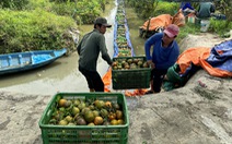 Cam sành rớt giá còn 5.000 đồng/kg, nhiều nhà vườn lao đao