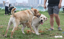 Hà Nội yêu cầu tăng cường hoạt động của đội bắt chó thả rông
