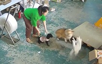 'Mèo đại ca' đánh corgi tới tấp vì ăn hiếp đồng bọn