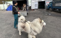 Phạt tiền 3 thanh niên dắt chó chiếm gốc mai anh đào Đà Lạt thu tiền chụp ảnh