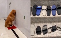 Chú chó liên tục bị sen phạt úp mặt vào tường vì quậy phá