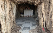 Bộ rễ khủng cây di sản trùm kín miếu thờ ở Quảng Nam