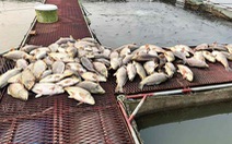 Hàng trăm tấn cá nuôi lồng bị chết, người dân lao đao vì mất tiền tỉ
