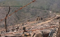 Khởi tố vụ án phá rừng hơn 10ha ở Bắc Giang