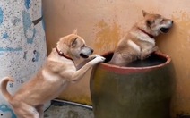 Hai chú chó nhảy vào lu tắm khi trời nắng nóng