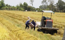 Thương lái mua lúa dùng những 'chiêu' gì để ép nông dân?