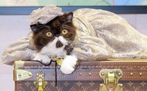 Triệu phú tổ chức tiệc sinh nhật xa hoa, tặng vòng cổ Louis Vuitton cho... con mèo Money