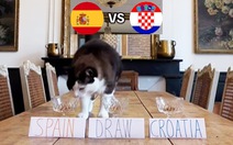 Mèo Nimbus do dự đoán tuyển Tây Ban Nha thắng Croatia ở Euro 2024
