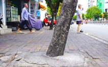 Hàng loạt cây xanh 'thoi thóp', bị bê tông vây chặt gốc trên đường Nguyễn Thái Sơn