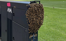 Sân vận động Euro 2024 bị bầy ong 'xâm chiếm'