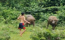 Trâu ngơ ngác nhìn thanh niên nhún nhảy lêu lêu