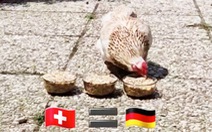 CĐV tuyển Đức khoái màn dự đoán Euro 2024 của chú gà Sambucca