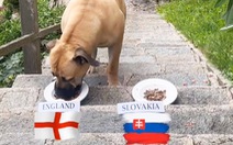 Chú chó dự đoán tuyển Anh thắng Slovakia ở vòng 16 đội Euro 2024