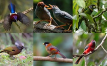 Việt Nam dự Malaysia Birdrace: Đi ngày đàng học một sàng khôn