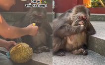 Chú khỉ ghiền ăn sầu riêng
