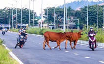 Nguy hiểm bò thả rông trên nhiều tuyến đường ở Đà Nẵng