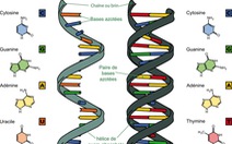 Hy vọng mới trong điều trị ung thư: Điều khiển hoạt động của gene