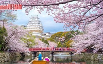 Tour Nhật Bản ngắm hoa anh đào