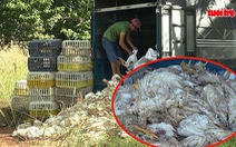 Phát hiện hàng trăm kg gà chết bốc mùi hôi thối trên đường đi tiêu thụ