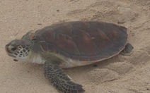 Thả rùa biển quý hiếm về với tự nhiên
