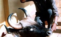 Sẽ xét xử vụ án săn bắn bò tót ở Ea Sô từ 25 đến 27-9 tại TP Buôn Ma Thuột