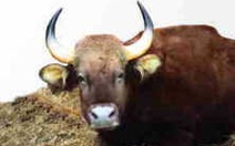 Đắc Lắc: thêm 1 con bò tót bị sát hại