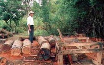 Gia Lai: Phát hiện thêm một vụ phá rừng qui mô lớn