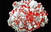 Chất tiêu diệt tế bào ẩn giấu virus HIV