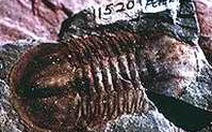 Loài trilobites là nguồn thức ăn cho các sinh vật cổ