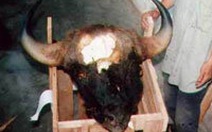 Thêm một con bò tót bị sát hại