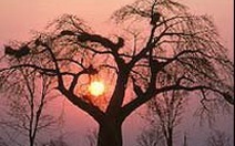 Bệnh lạ đe dọa cây baobab
