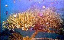 Xung điện giúp phục hồi các rặng san hô