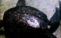 Nha Trang: rùa biển xuất hiện nhiều