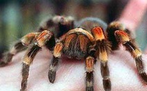 Israel chế tạo thành công tơ nhện nhân tạo